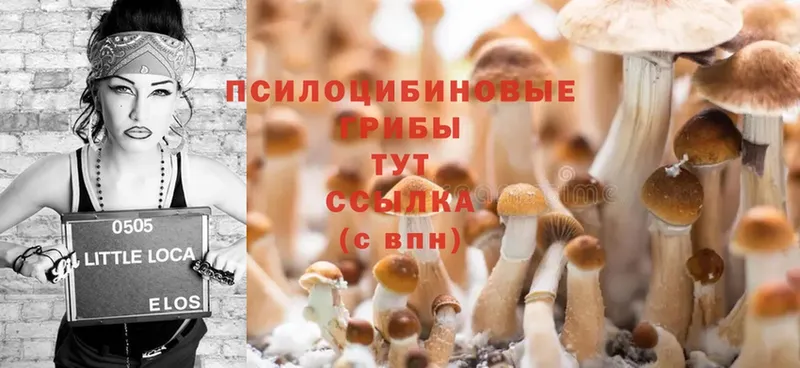 Псилоцибиновые грибы Psilocybine cubensis  дарнет шоп  Кушва 